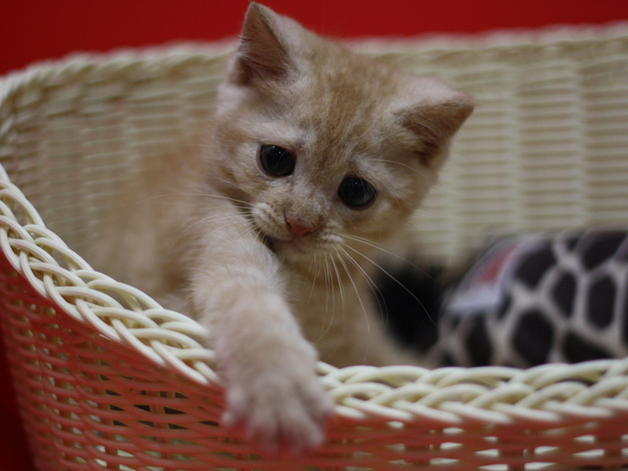 マンチカンの子猫画像