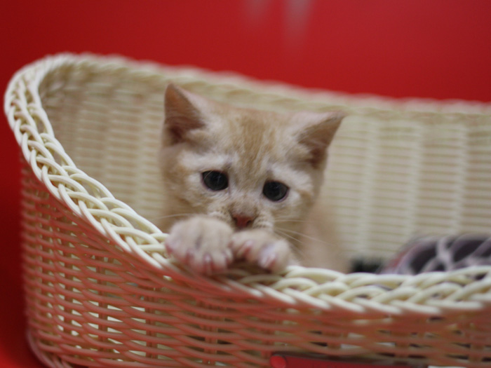 マンチカンの子猫画像