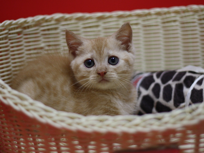 マンチカンの子猫画像