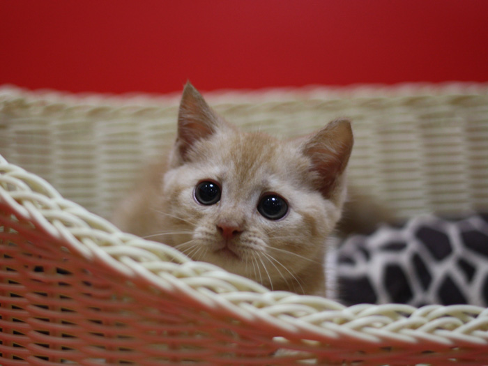 マンチカンの子猫画像