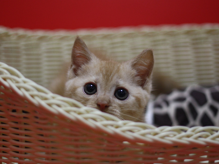 マンチカンの子猫画像