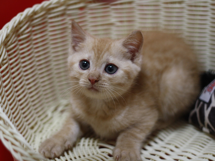 マンチカンの子猫画像