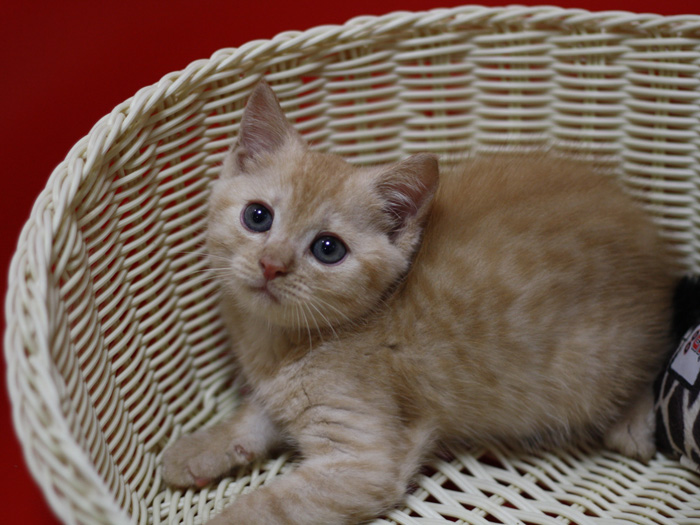 マンチカンの子猫画像