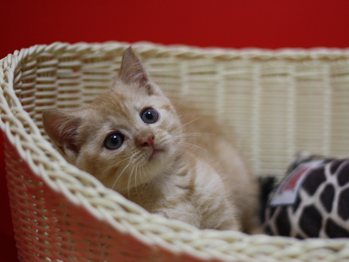 マンチカンの子猫画像