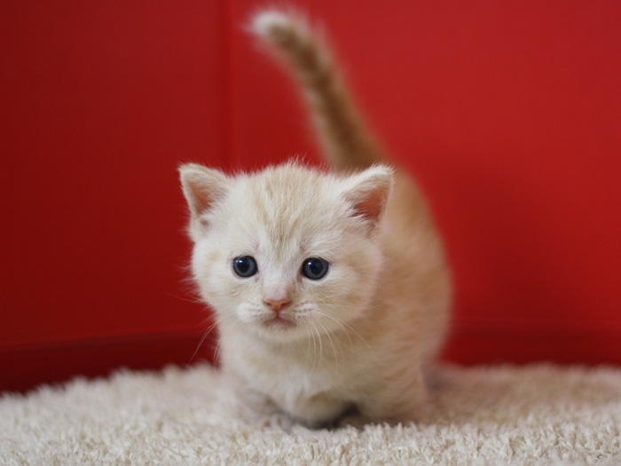 マンチカンの子猫画像