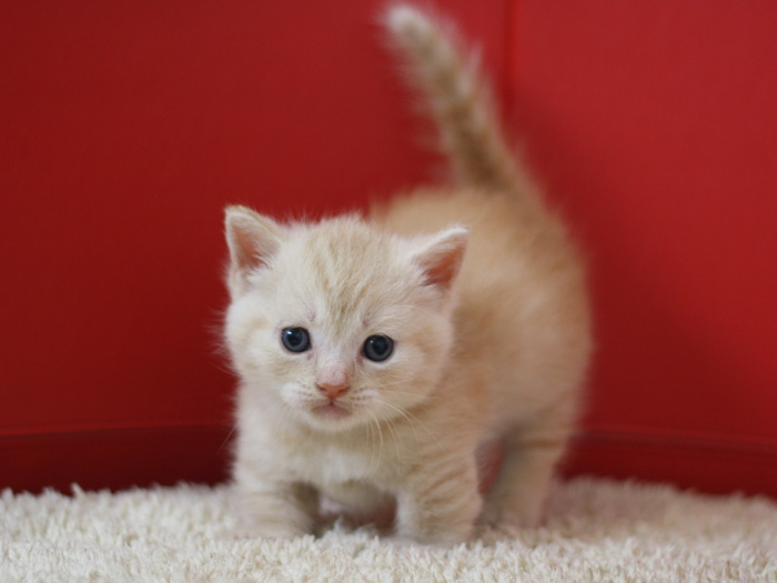 マンチカンの子猫画像