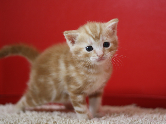 マンチカンの子猫画像