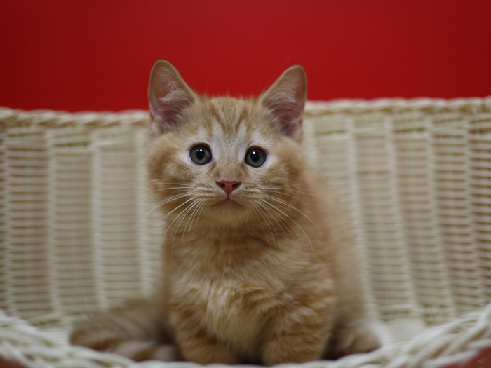 マンチカンの子猫画像