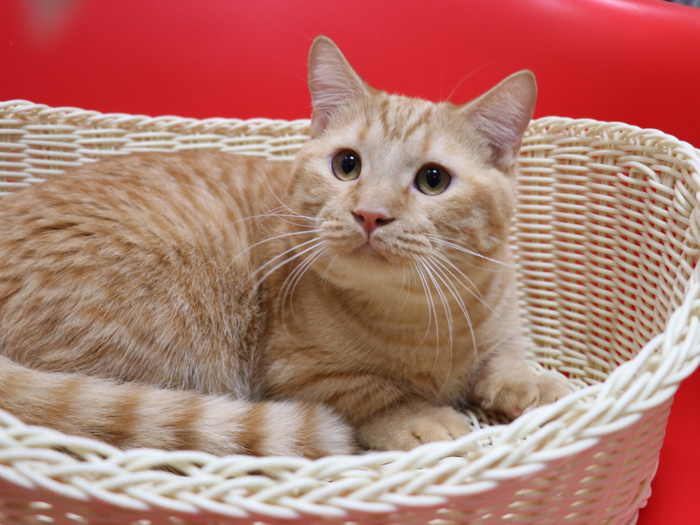 マンチカンの子猫画像