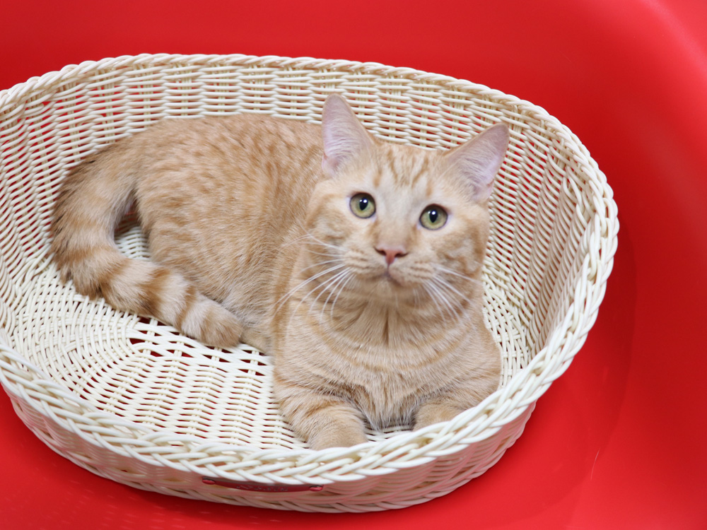 マンチカンの子猫画像