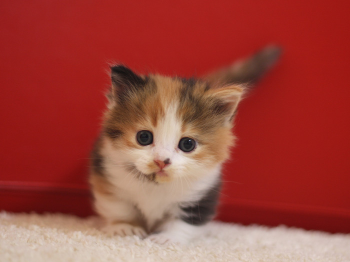 マンチカンの子猫画像