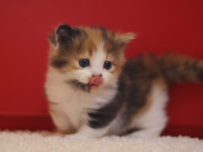 マンチカンの子猫画像