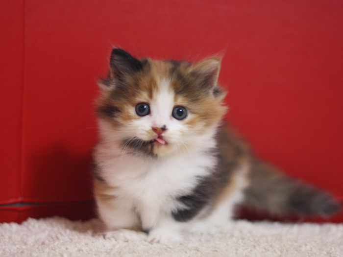 マンチカンの子猫画像