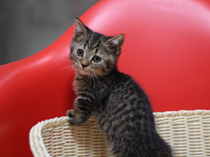 マンチカンの子猫画像