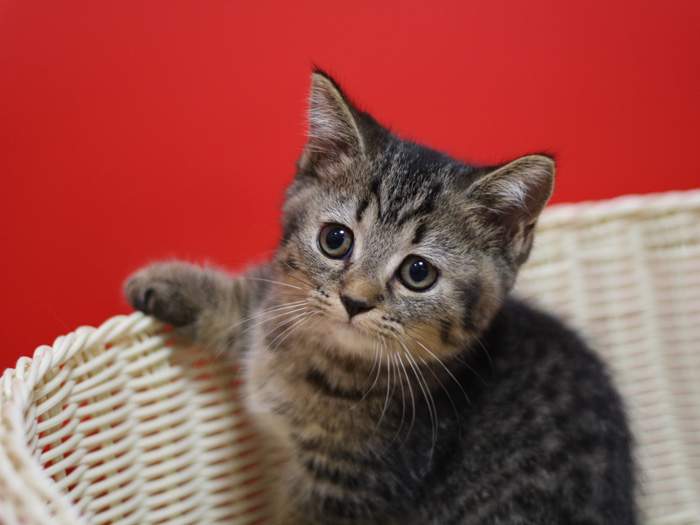 マンチカンの子猫画像