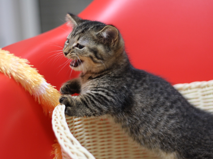 マンチカンの子猫画像