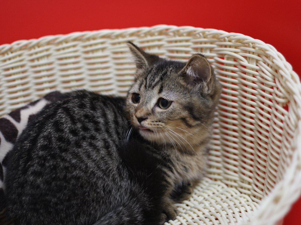 マンチカンの子猫画像