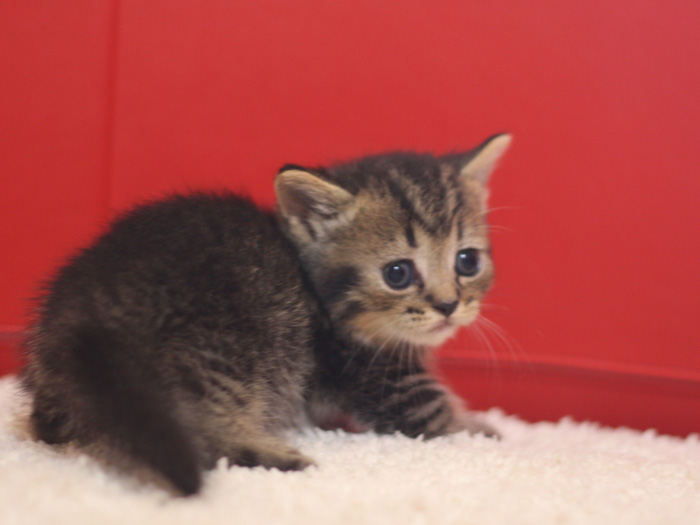 マンチカンの子猫画像