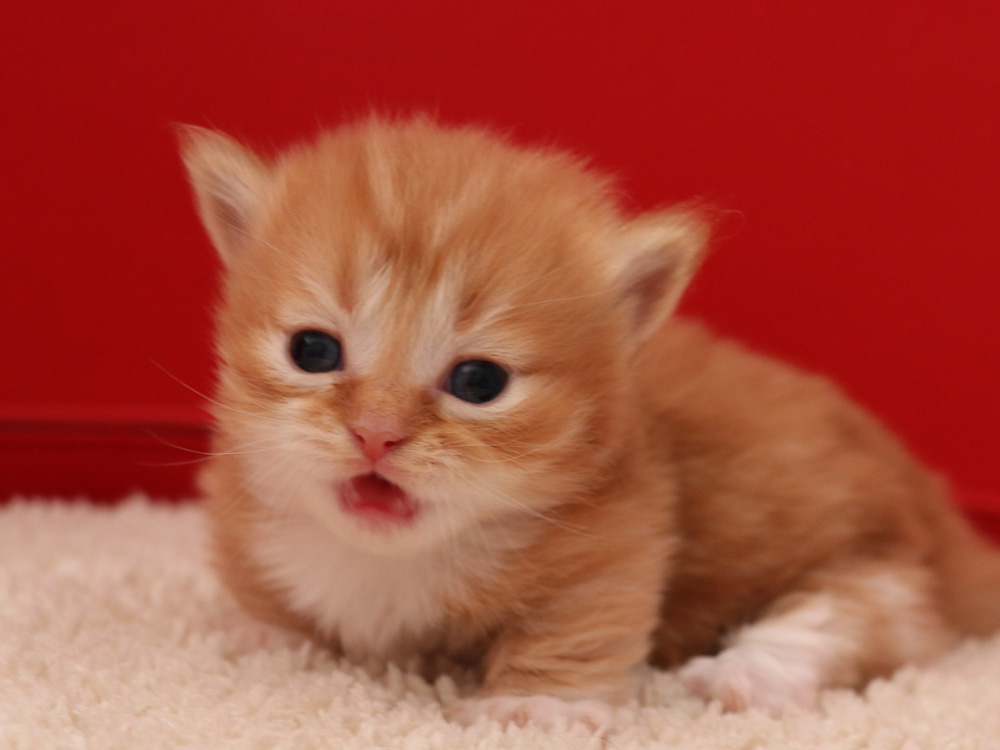 マンチカンの子猫画像