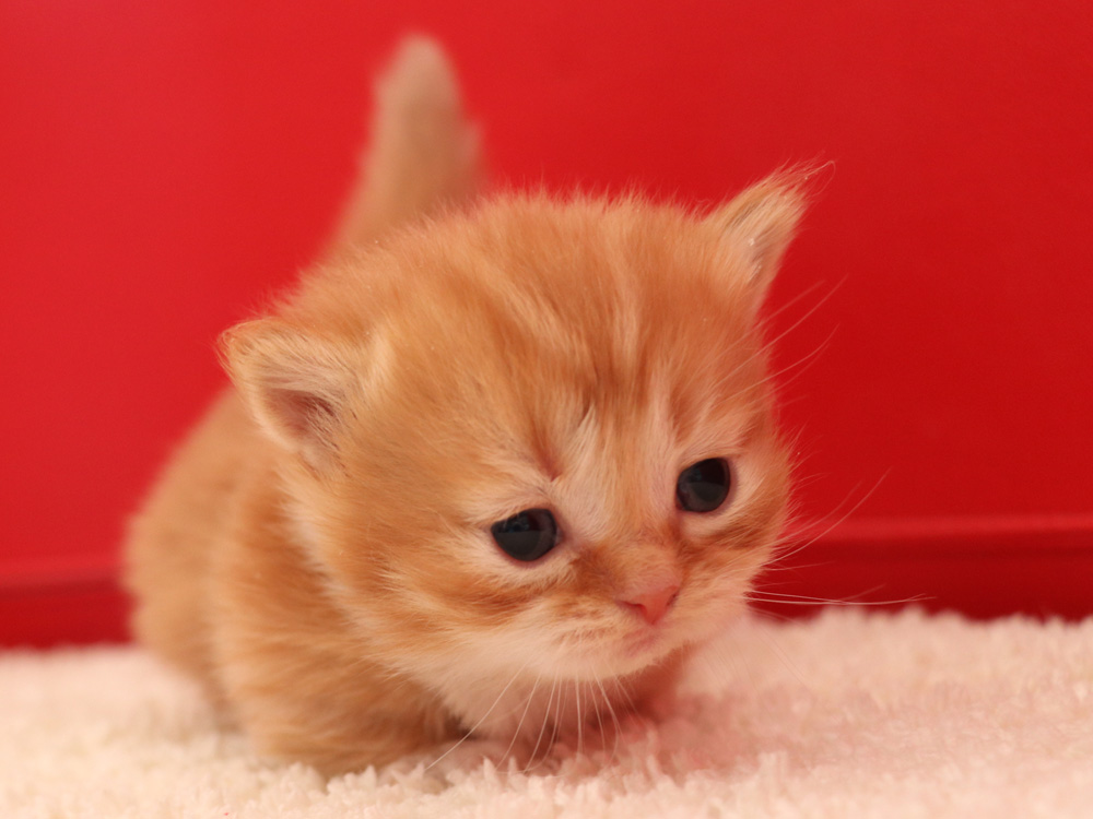 マンチカンの子猫画像