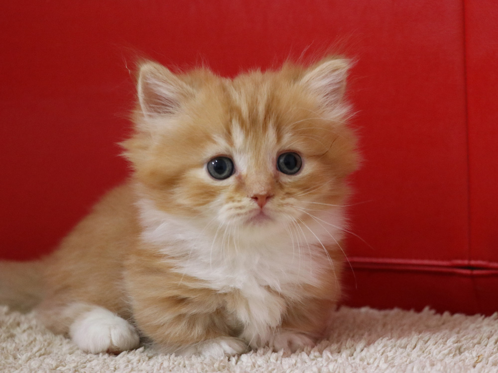 マンチカンの子猫画像