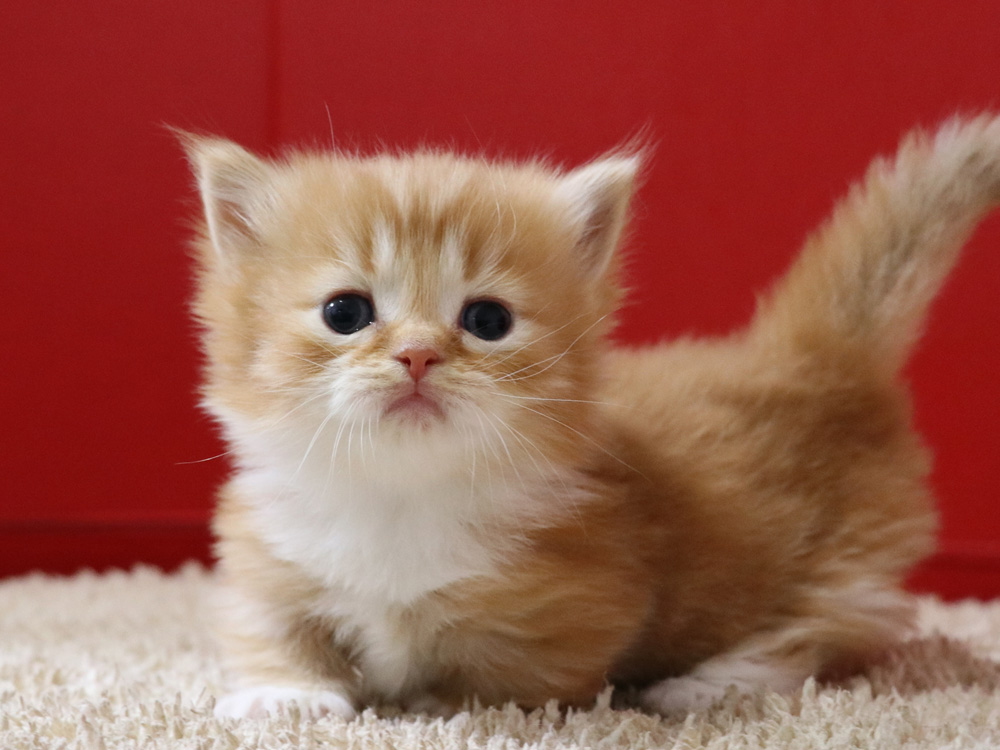 マンチカンの子猫画像