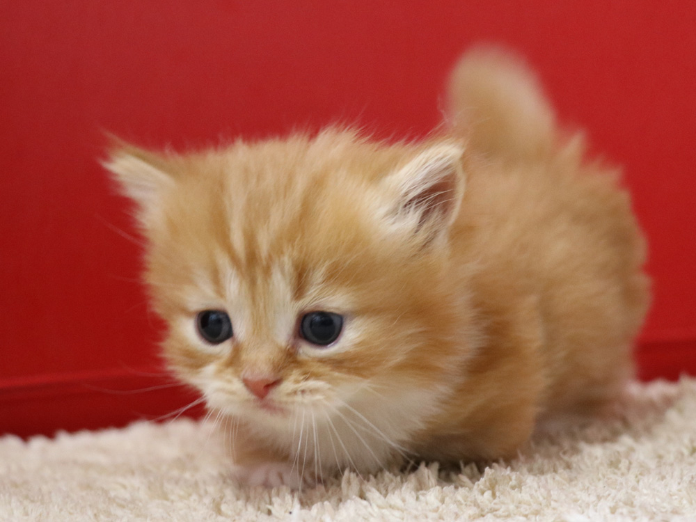 マンチカンの子猫画像