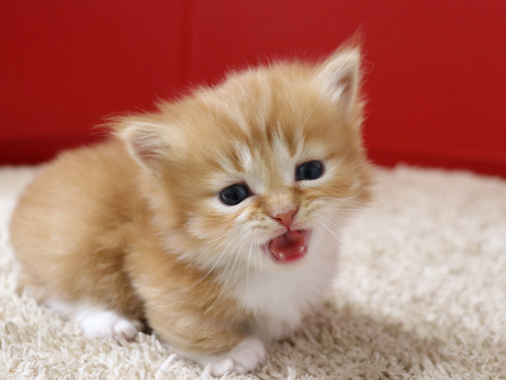 マンチカンの子猫画像