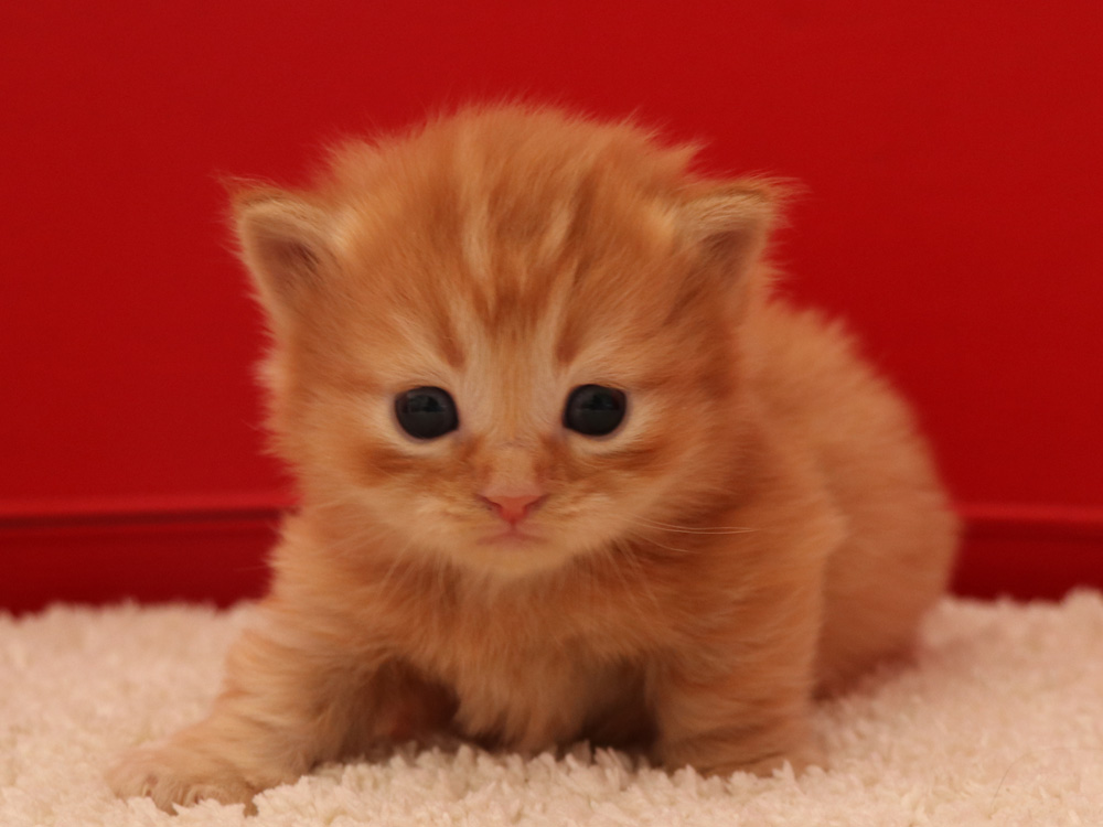 マンチカンの子猫画像