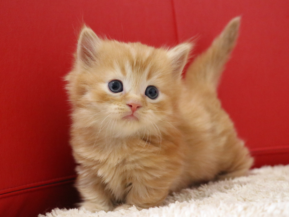 マンチカンの子猫画像