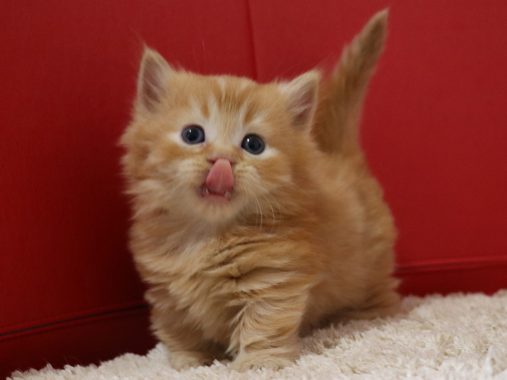 マンチカンの子猫画像