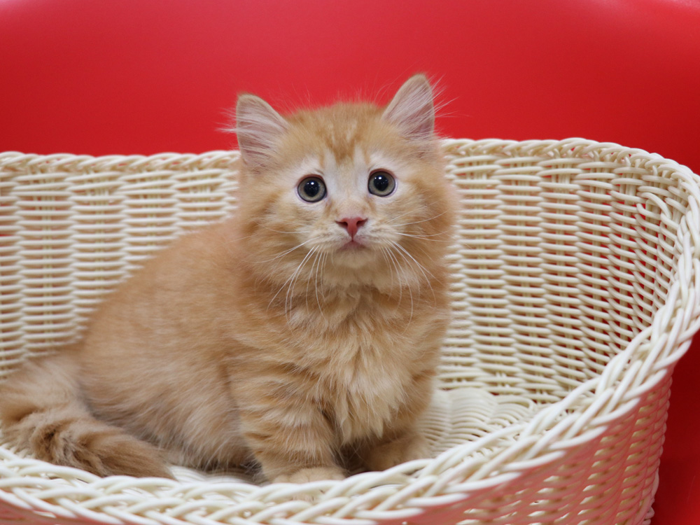 マンチカンの子猫画像