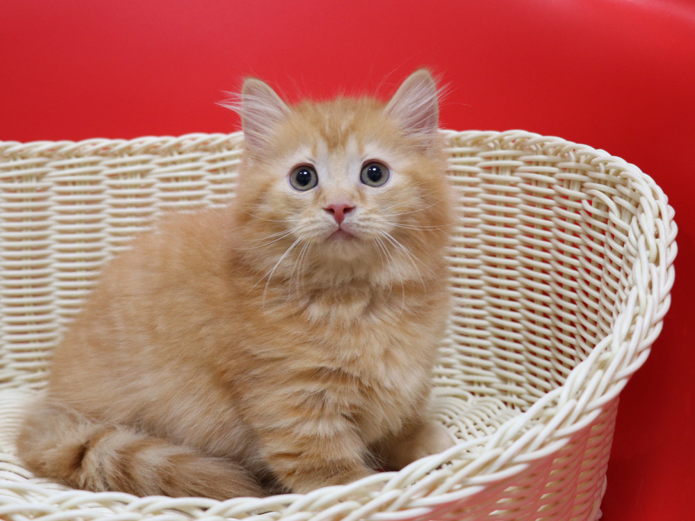 マンチカンの子猫画像