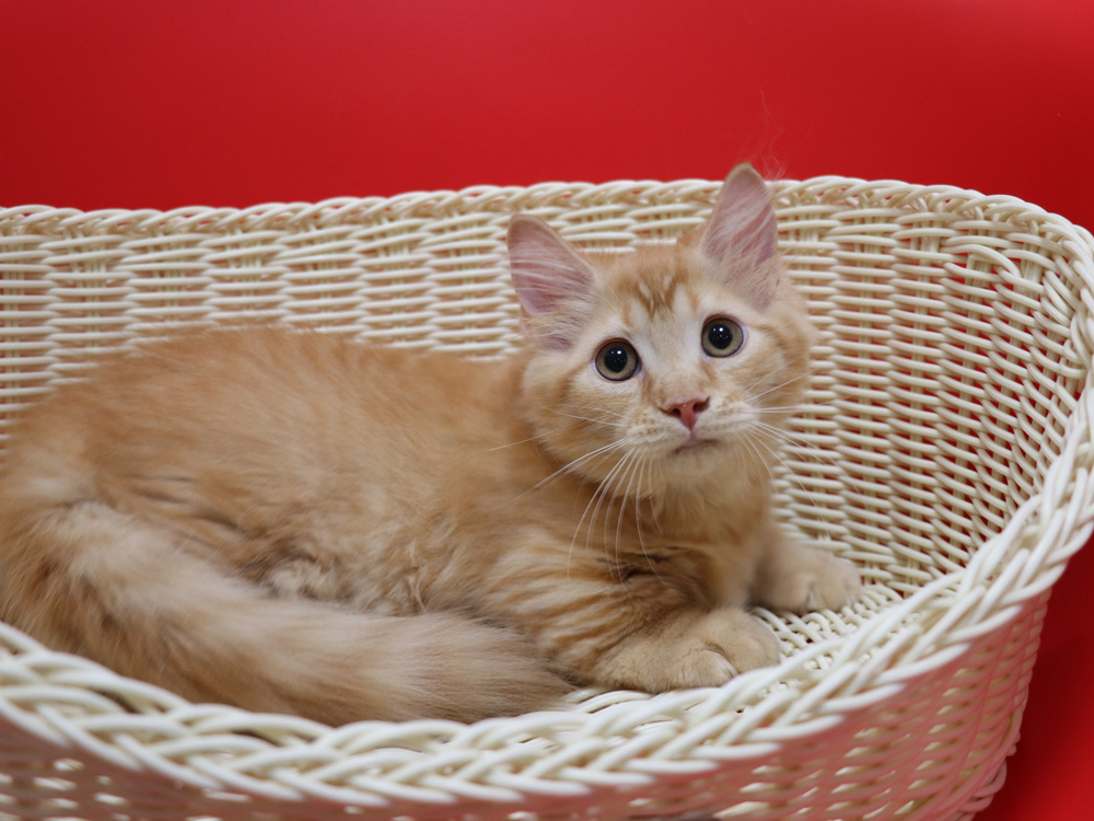 マンチカンの子猫画像