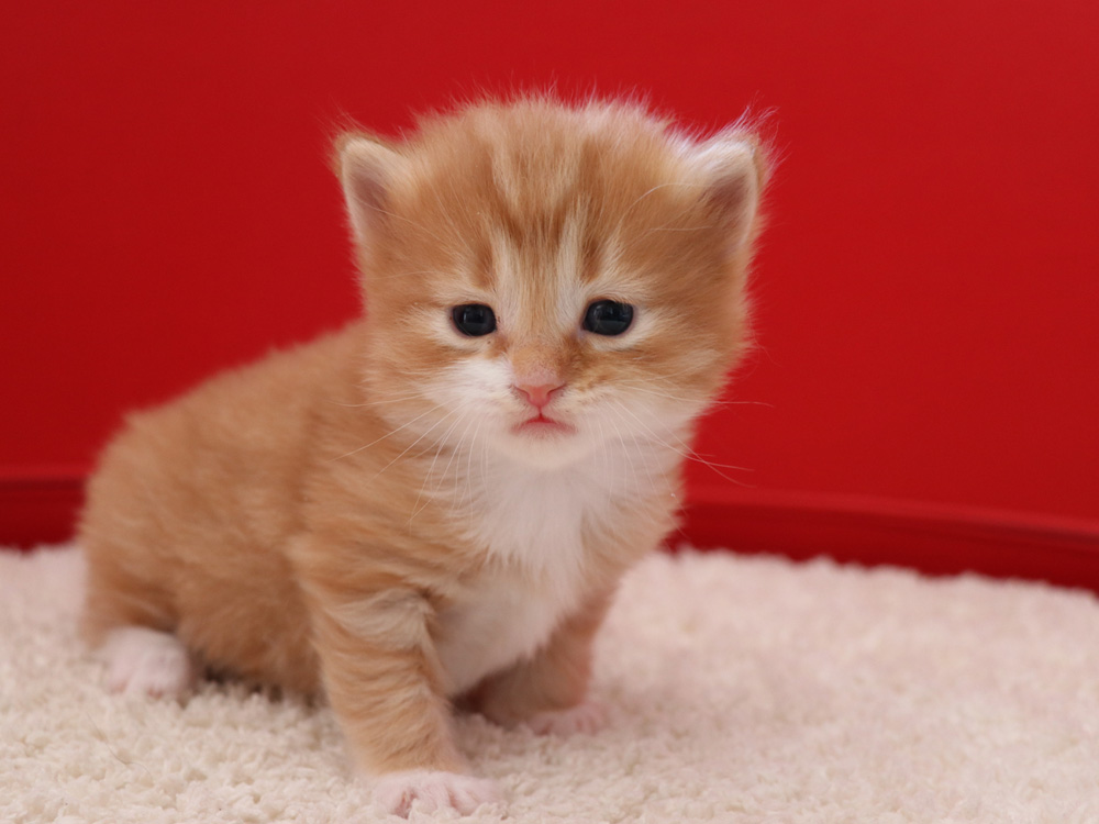 マンチカンの子猫画像