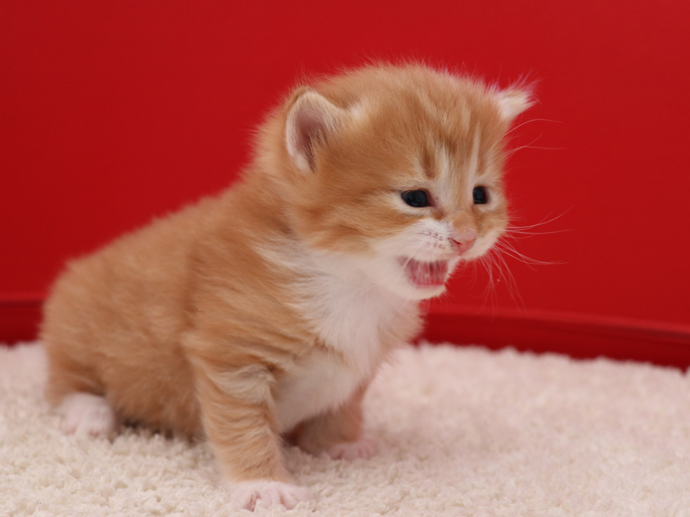 マンチカンの子猫画像