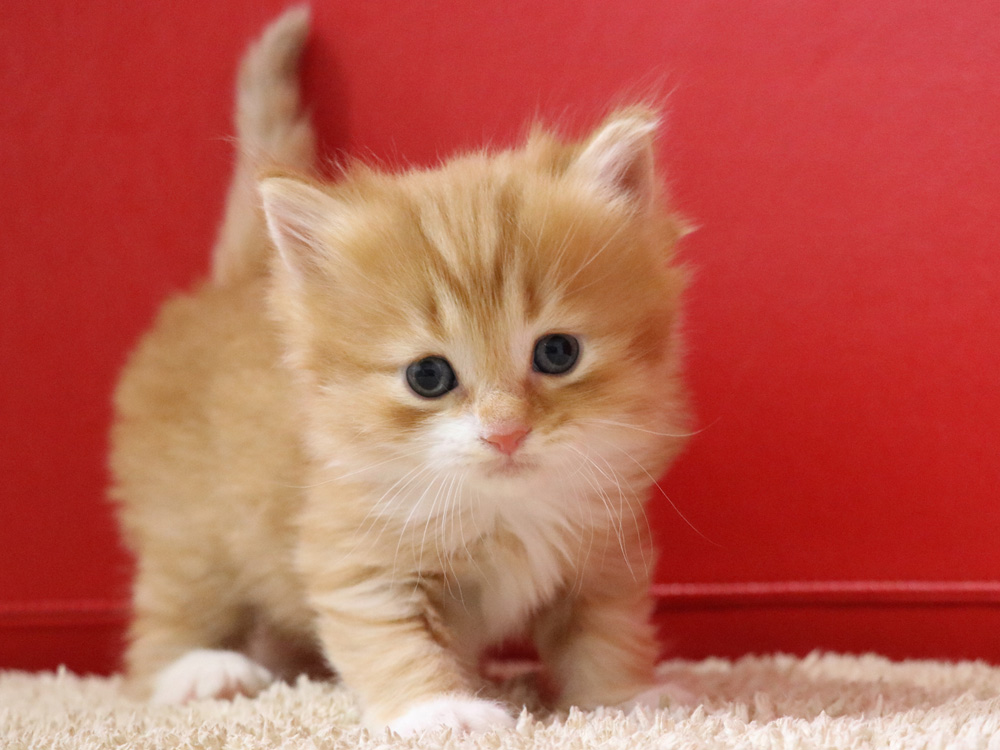 マンチカンの子猫画像