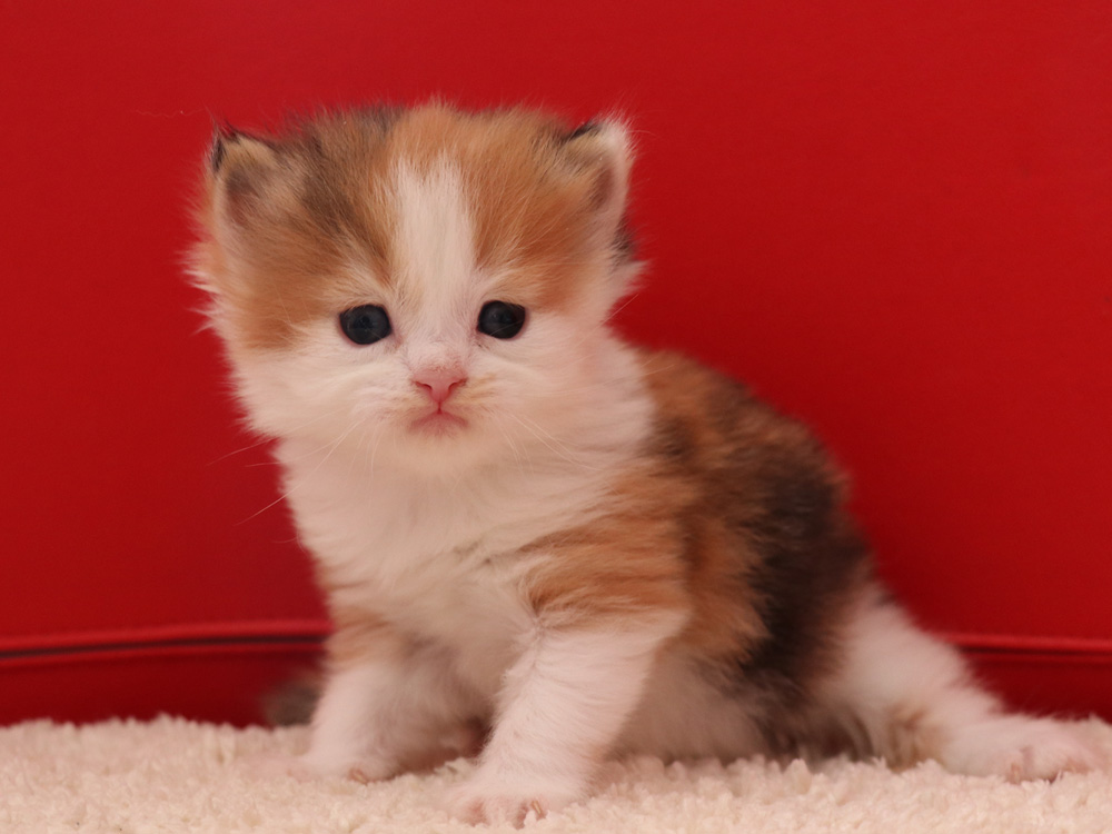 マンチカンの子猫画像