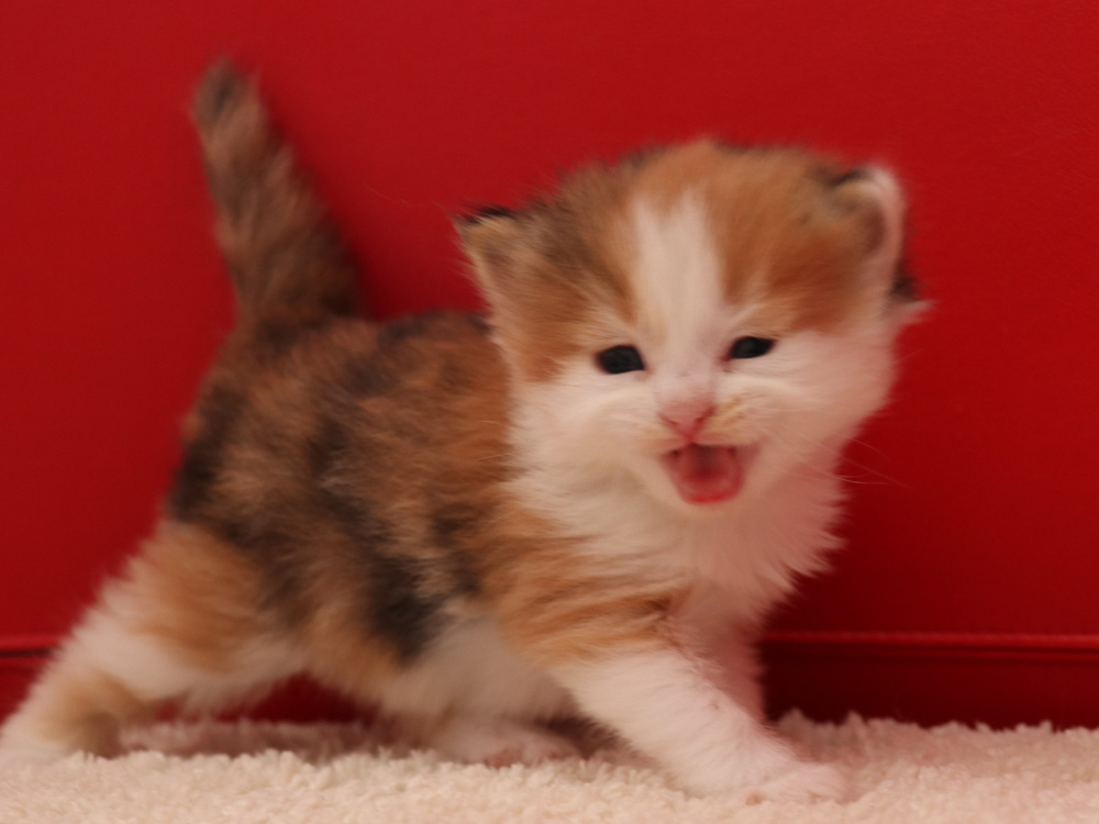 マンチカンの子猫画像