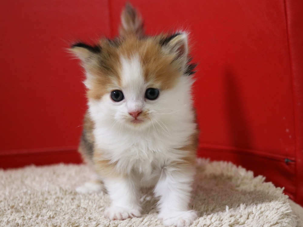 マンチカンの子猫画像