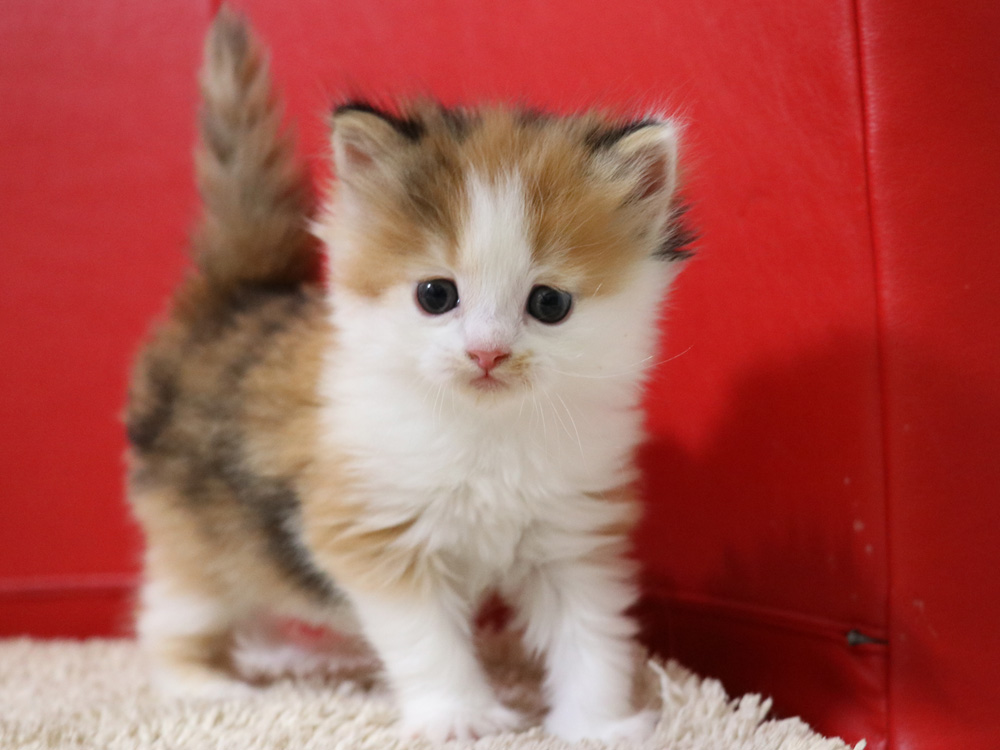 マンチカンの子猫画像