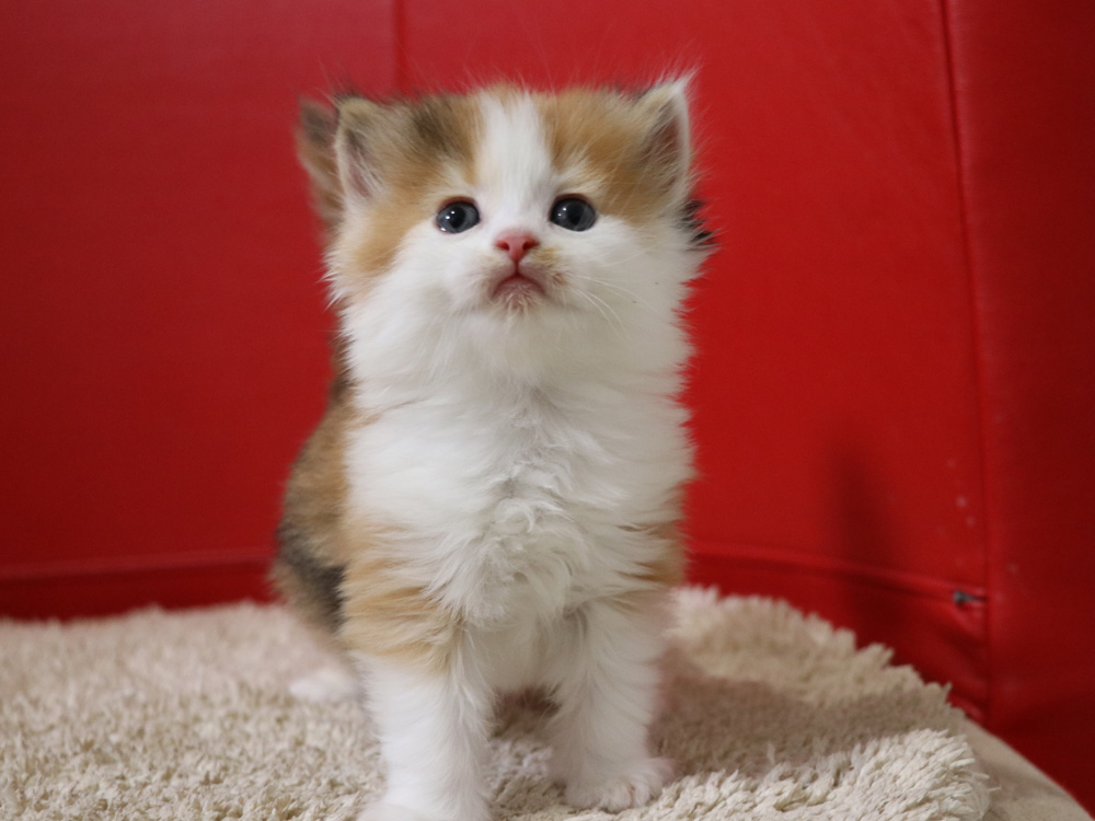 マンチカンの子猫画像