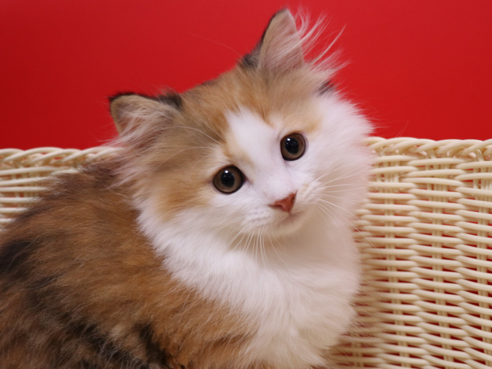 マンチカンの子猫画像