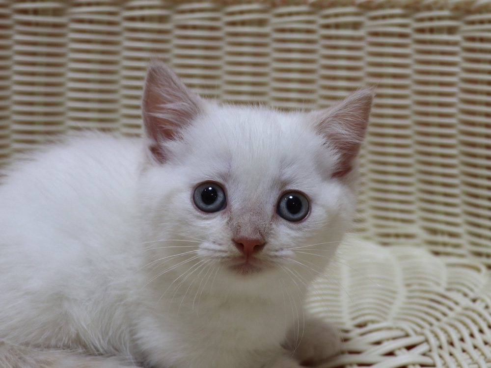 マンチカンの子猫画像