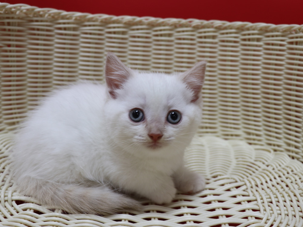 マンチカンの子猫画像