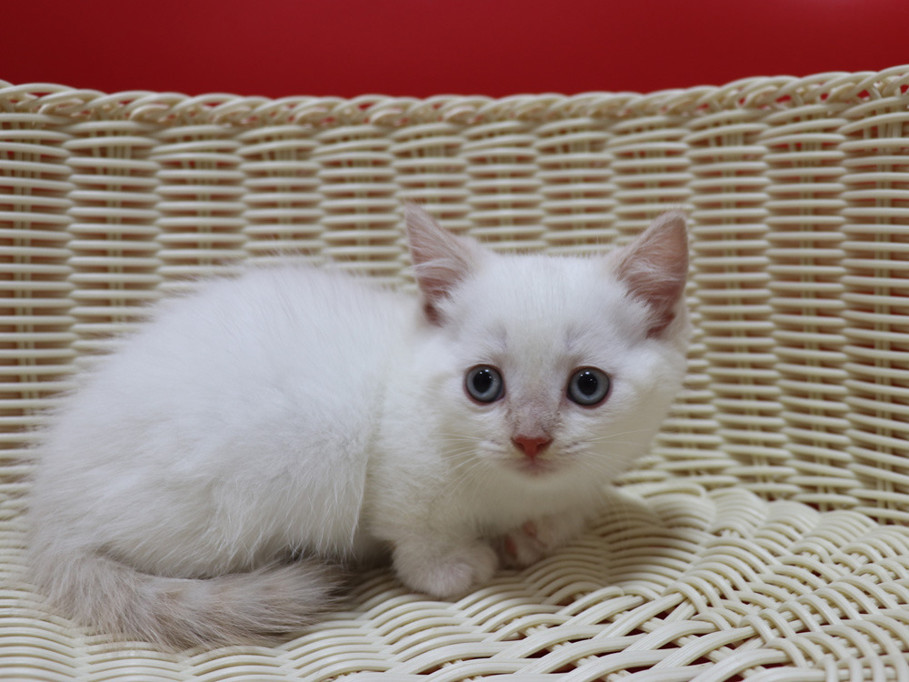 マンチカンの子猫画像