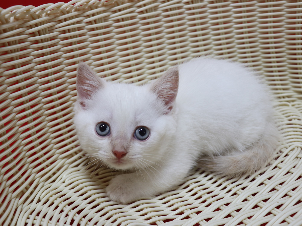 マンチカンの子猫画像