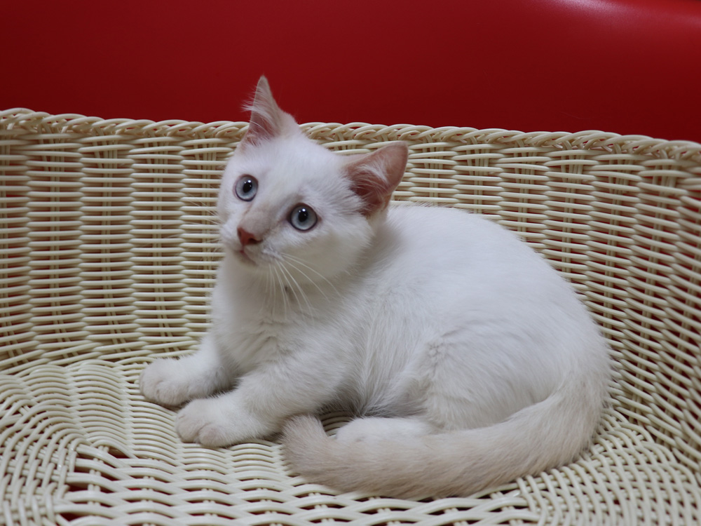 マンチカンの子猫画像