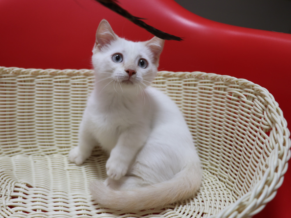 マンチカンの子猫画像