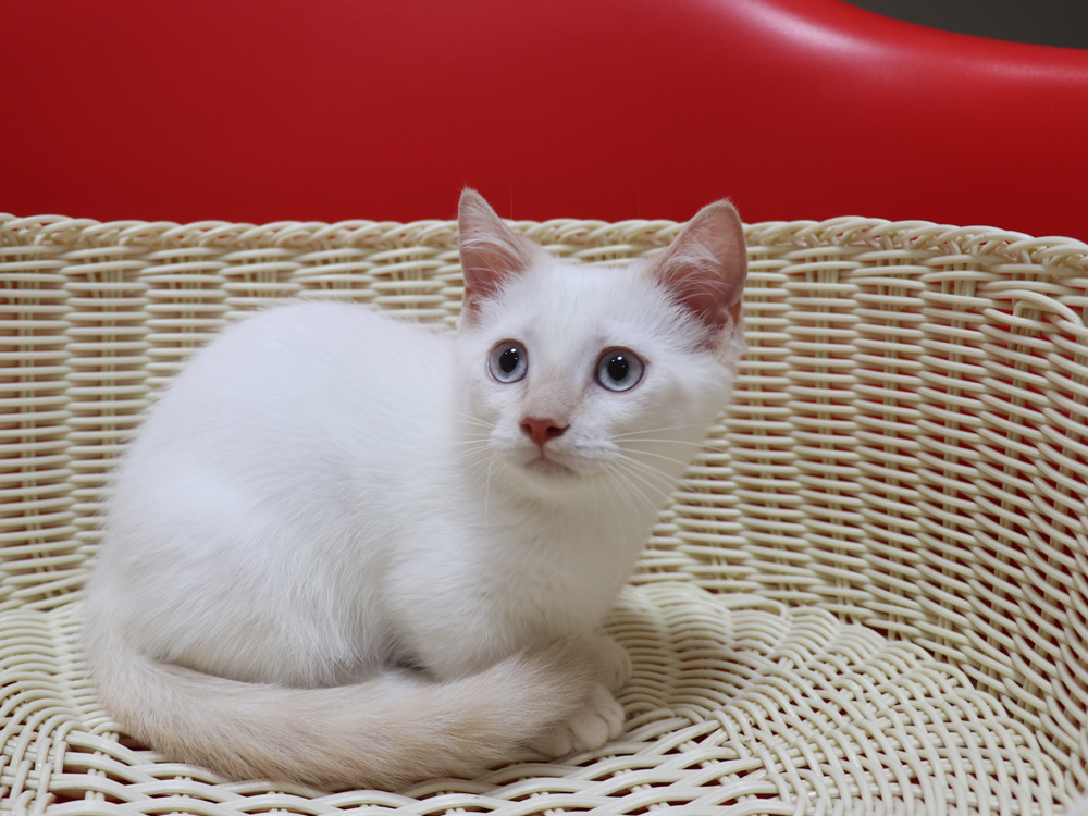 マンチカンの子猫画像